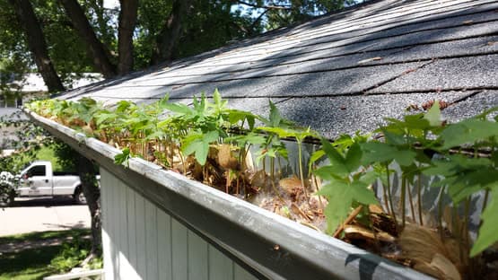 Gouttière remplie de feuilles et de végétation en bas de pente d’une toiture